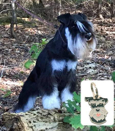 schnauzer black silver mas1.jpg